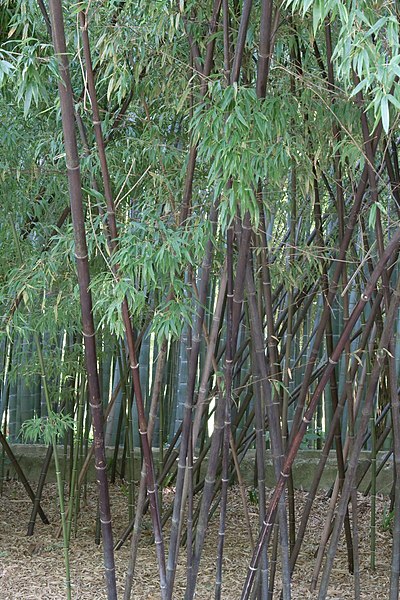 Phyllostachys, Black Bamboo Folsom Black
