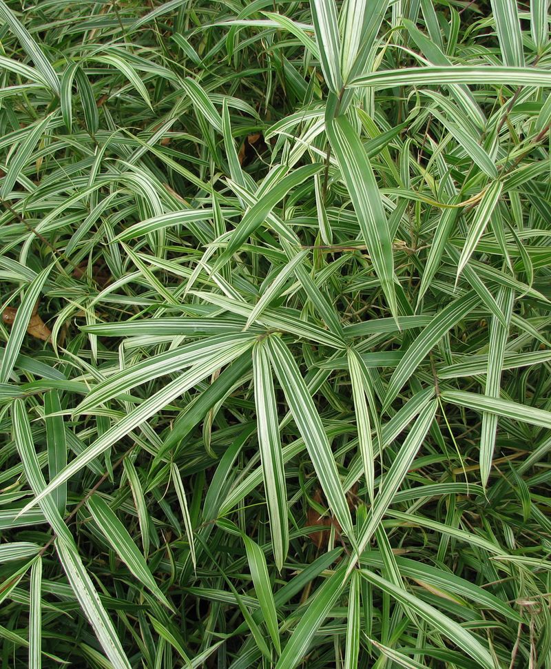 Pleioblastus, Dwarf Variegated Bamboo Akebono