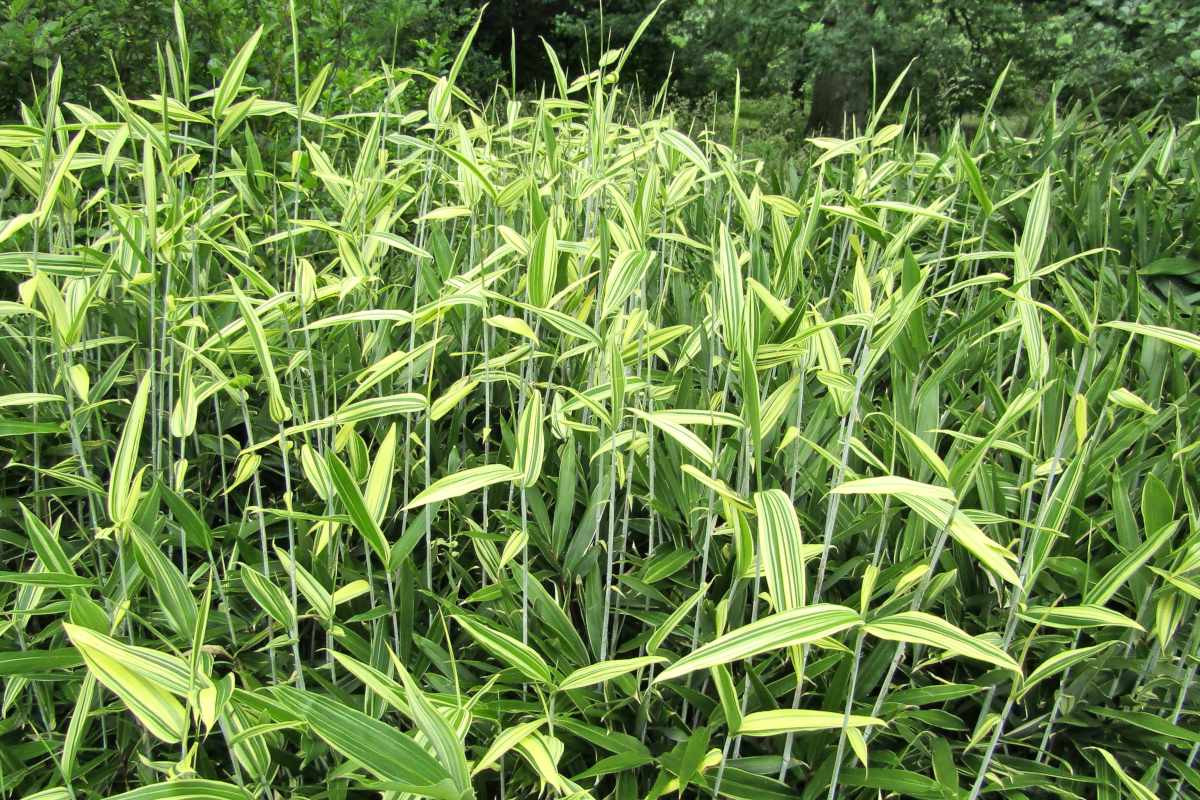 Pleioblastus, Dwarf Bamboo All Gold