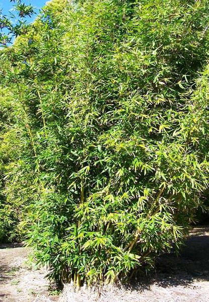 Bambusa, Pachi Bamboo Old Junior