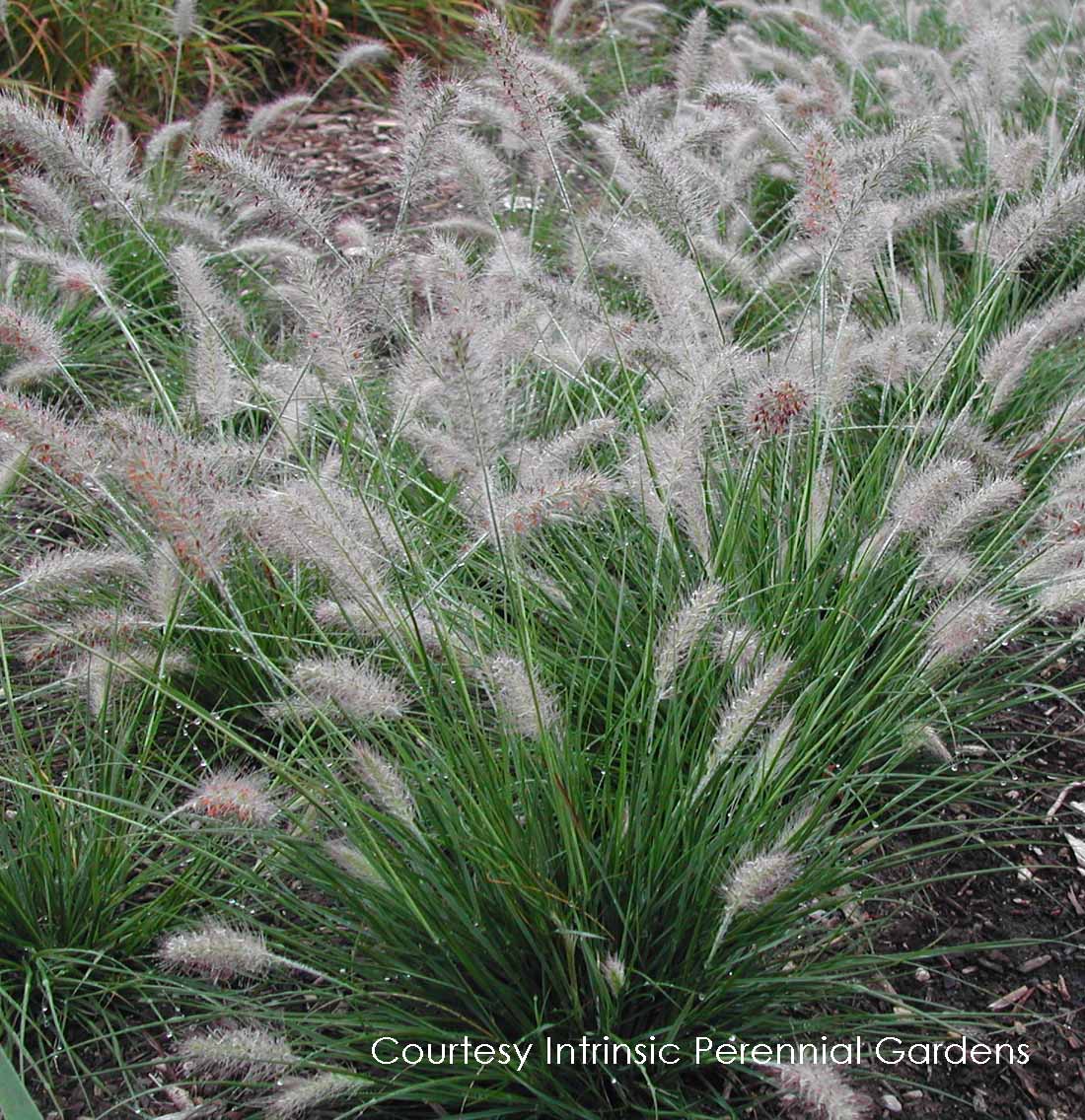 Fountain Grass, Dwarf Fountain Grass Piglet