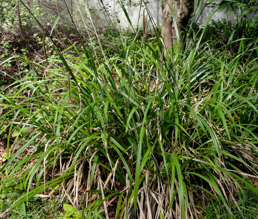 Pendulous Sedge Fresh Look