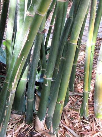 Bambusa, Bamboo Mrs. Small