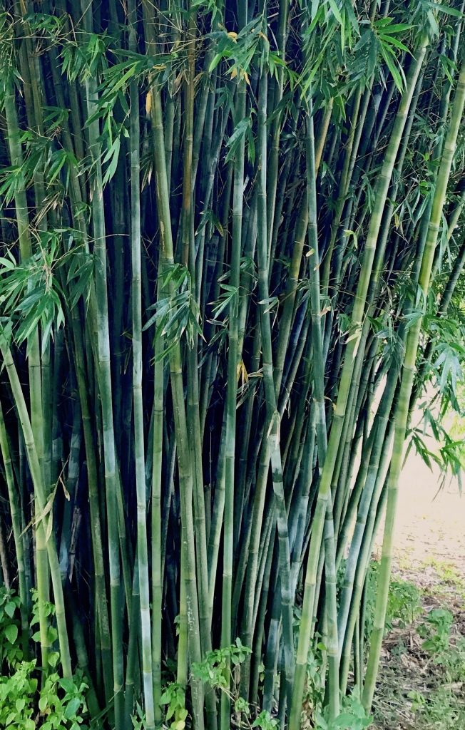 Bambusa Species, Rigid Bamboo