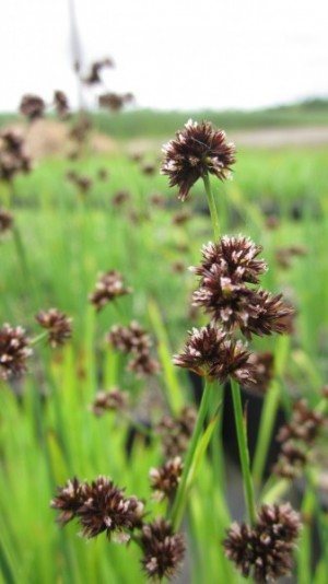 Juncus, Swordleaf Rush Flying Hedgehogs