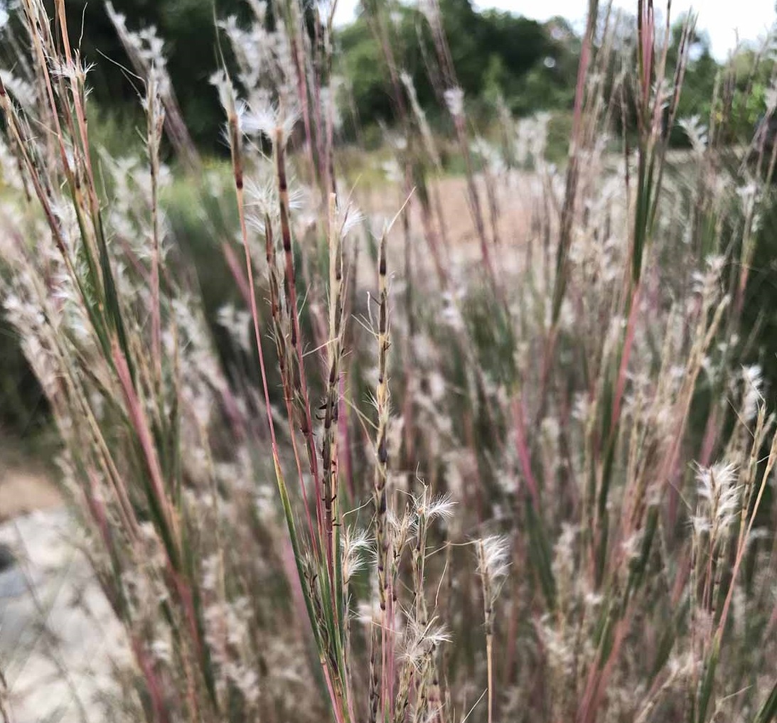 Little Bluestem Grass Prairie Blues