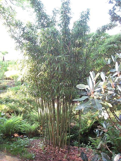 Semiarundinaria, Bamboo Korea