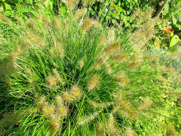 Cenchrus, Fountain Grass Desert Plains