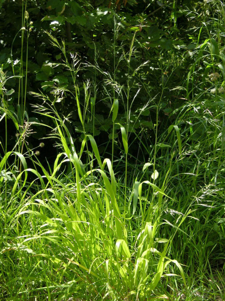 Giant Fescue