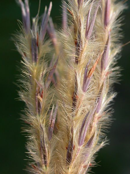 Sand Bluestem Goldstrike