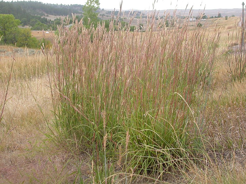 Big Bluestem, Turkeyfoot Kaw