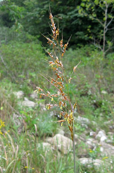 Indiangrass Tomahawk