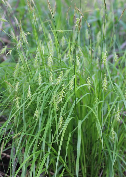 Long Beaked Sedge