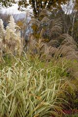 Giant Chinese Silver Grass, Giant Eulalia Grass, Japanese Silver Grass, Amur Silver Grass 'Variegata'