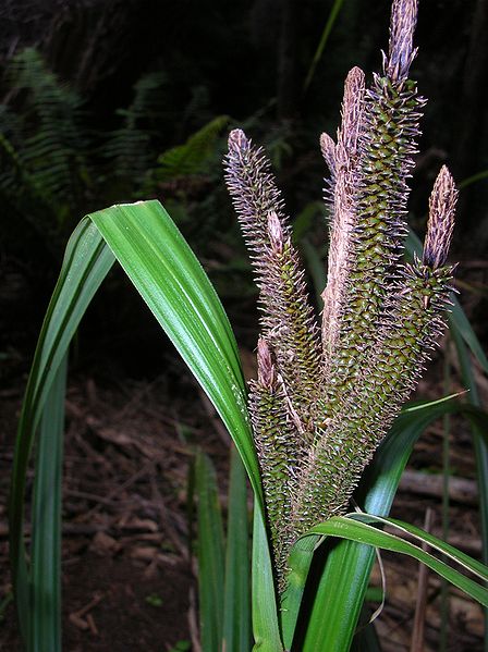 Hawaii Sedge