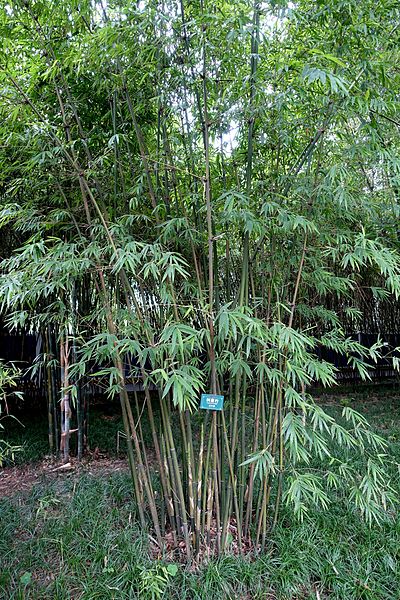 Bambusa Species, Upright Bamboo