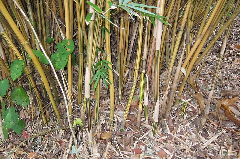 Bambusa Species, Blowpipe Bamboo, Long-Branched Bamboo