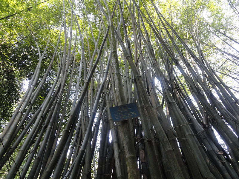 Bambusa Species, Large-Eyed Bamboo, Ox-Eyed Bamboo