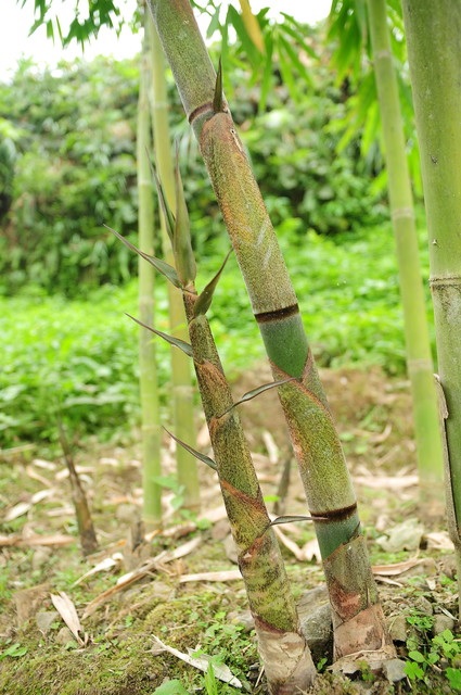 Bambusa Species, Dear Bamboo