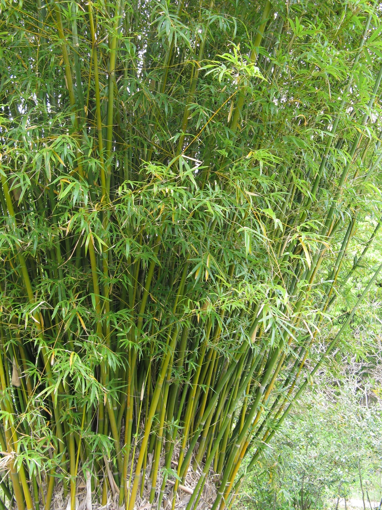 Bambusa, Chinese Bamboo, Hedge Bamboo Willowy