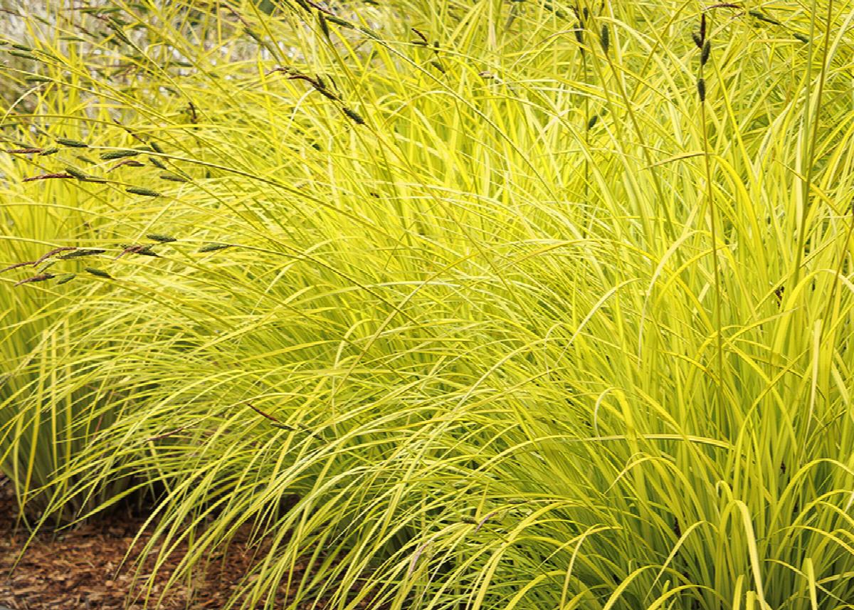 Golden Sedge Knight Shayes