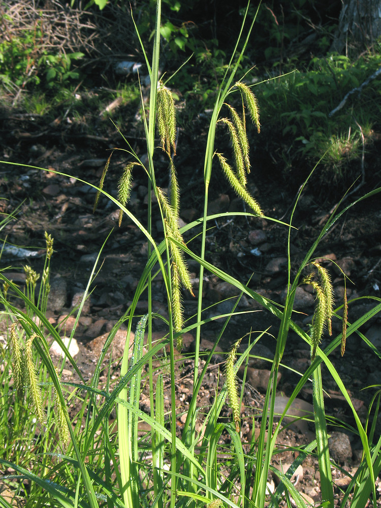 Nodding Sedge