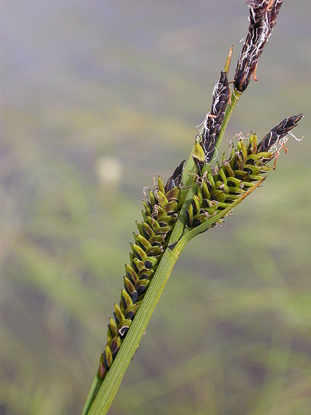 Black Sedge Common Sedge Variegata