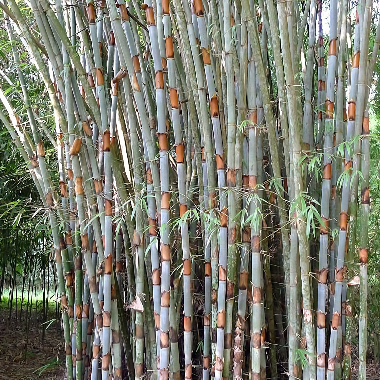 Schizostachyum Species, Tinwa Bamboo