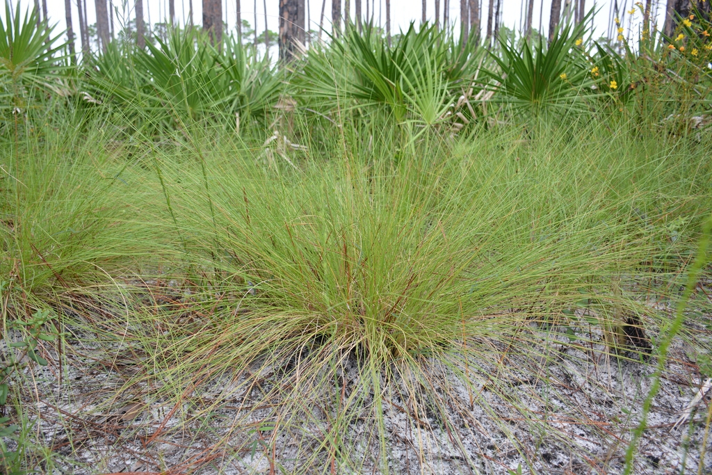 Pineland Three-awn