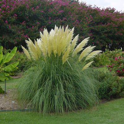 Pampas Grass Jet Streams