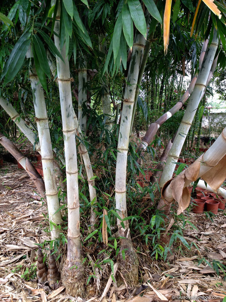 Dendrocalamus, Teddy Bear Bamboo Black