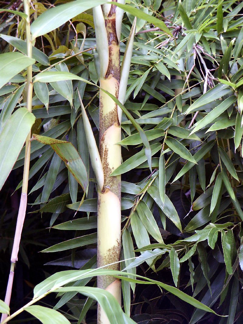 Gigantochloa, Tropical Bamboo Bali White Stripe