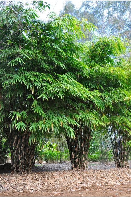 Gigantochloa, Tropical Bamboo Hitam Hijau