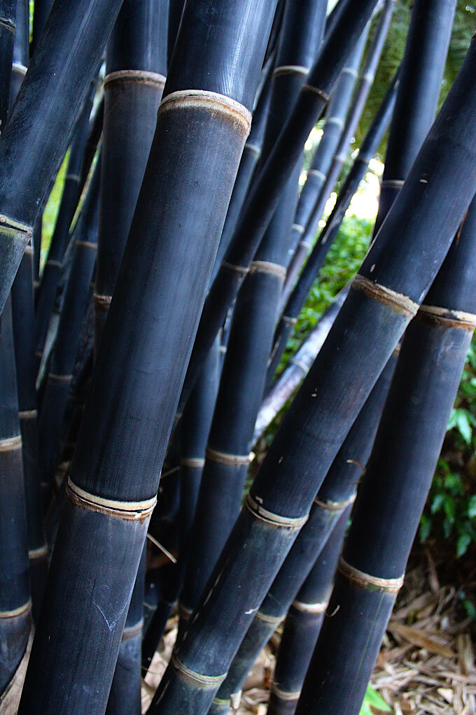 Gigantochloa, Tropical Black Bamboo Watupawan