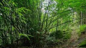 Gigantochloa Species, Giant Clumping Bamboo