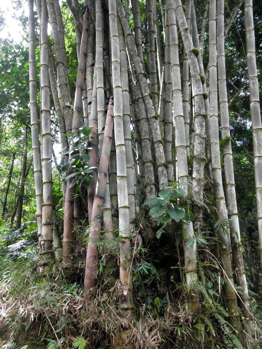 Gigantochloa Species, Bolo, Poring Bamboo