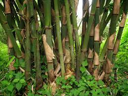 Gigantochloa Species, Common Bamboo, Tropical Bamboo