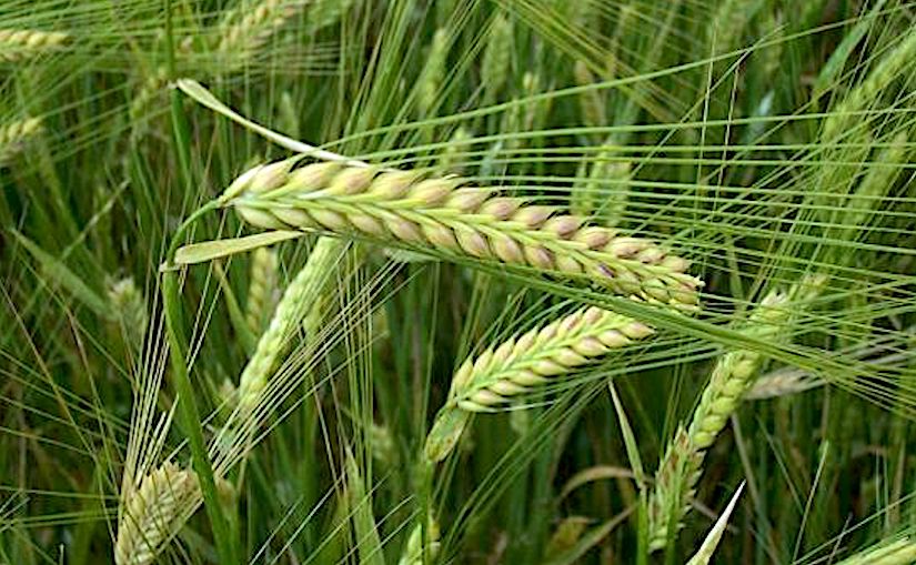 Barley AC Hawkeye