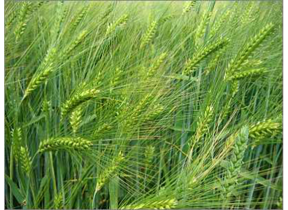 Barley Andie