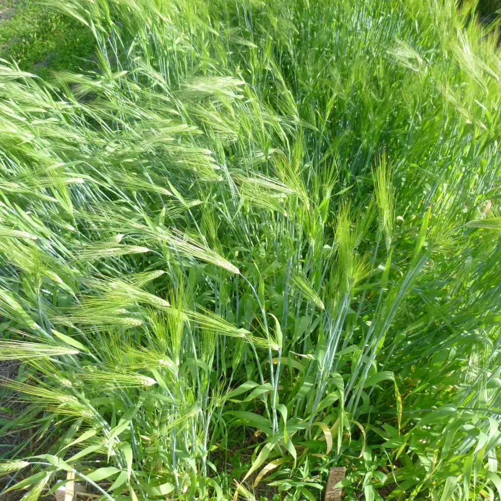 Barley Arabian Blue