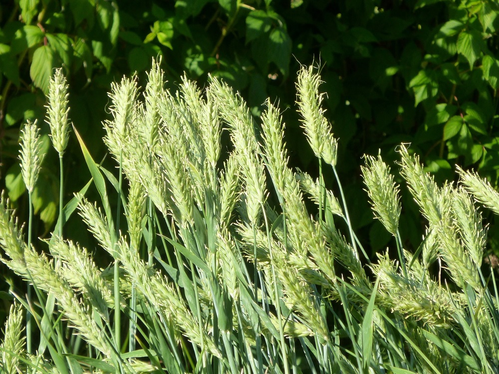 Barley Belford
