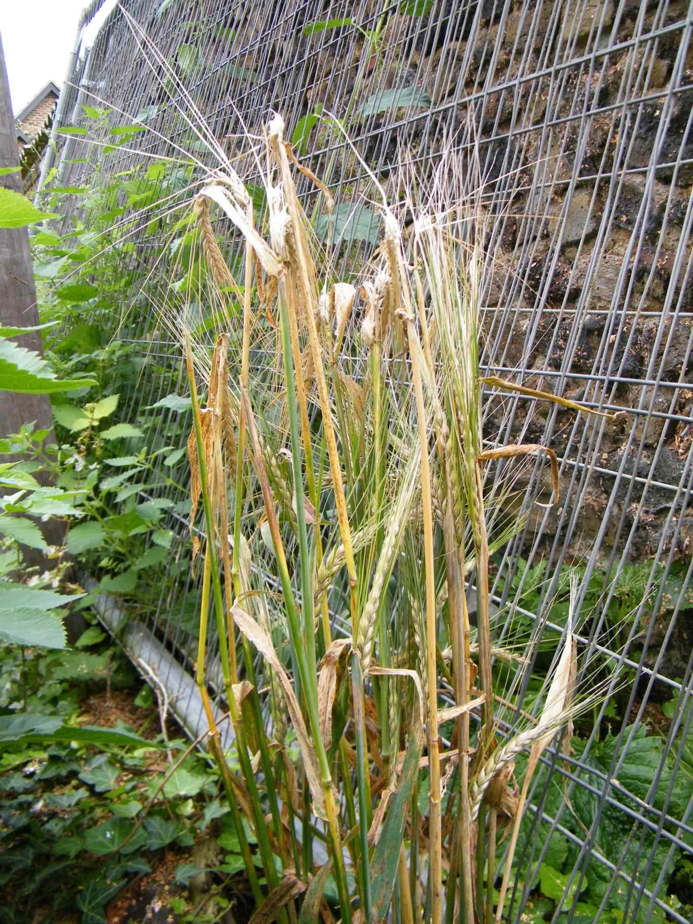 Barley Bere