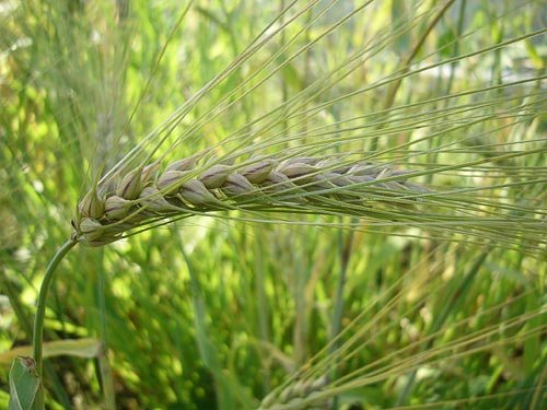 Barley Burbank