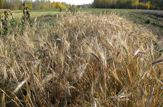 Barley Excelsior