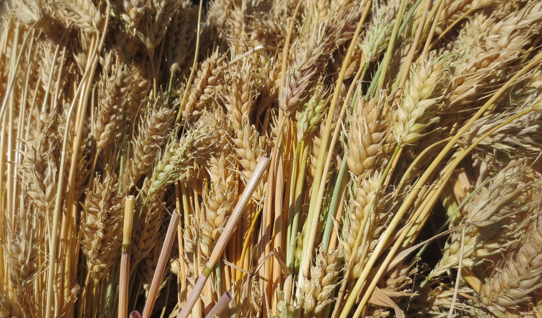 Barley