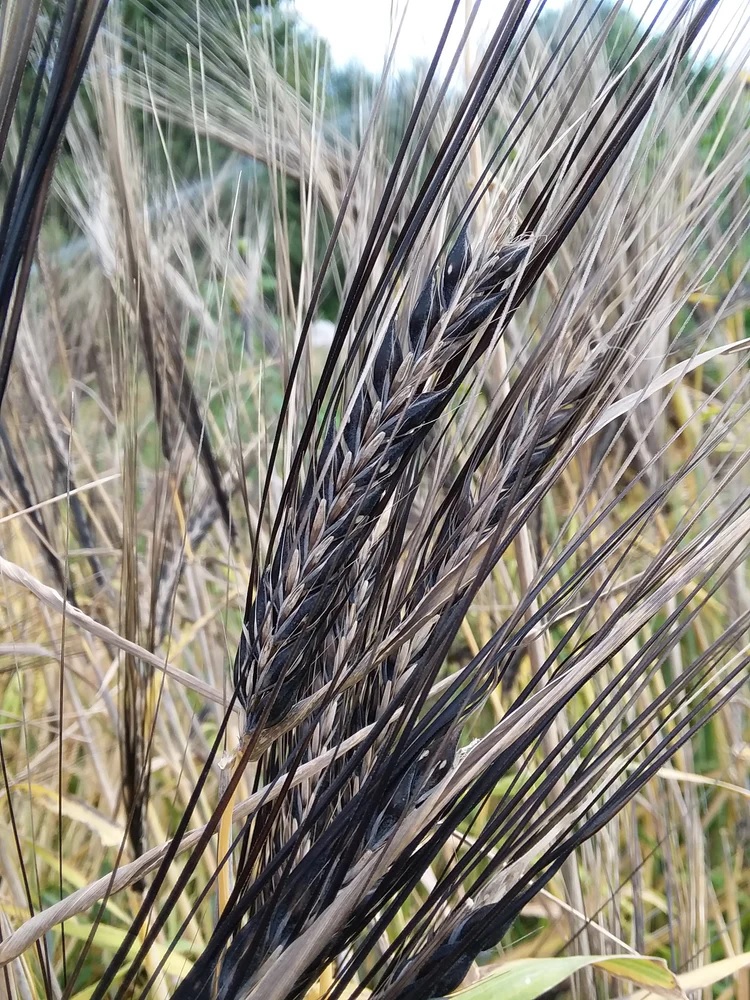 Barley Jet