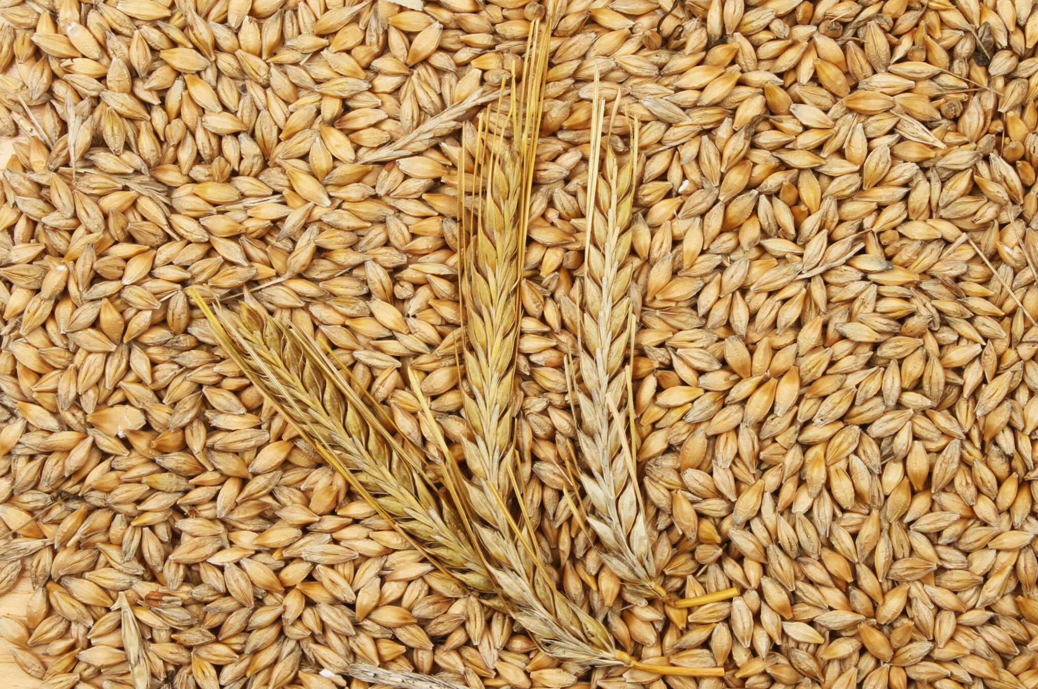 Barley Kurtford