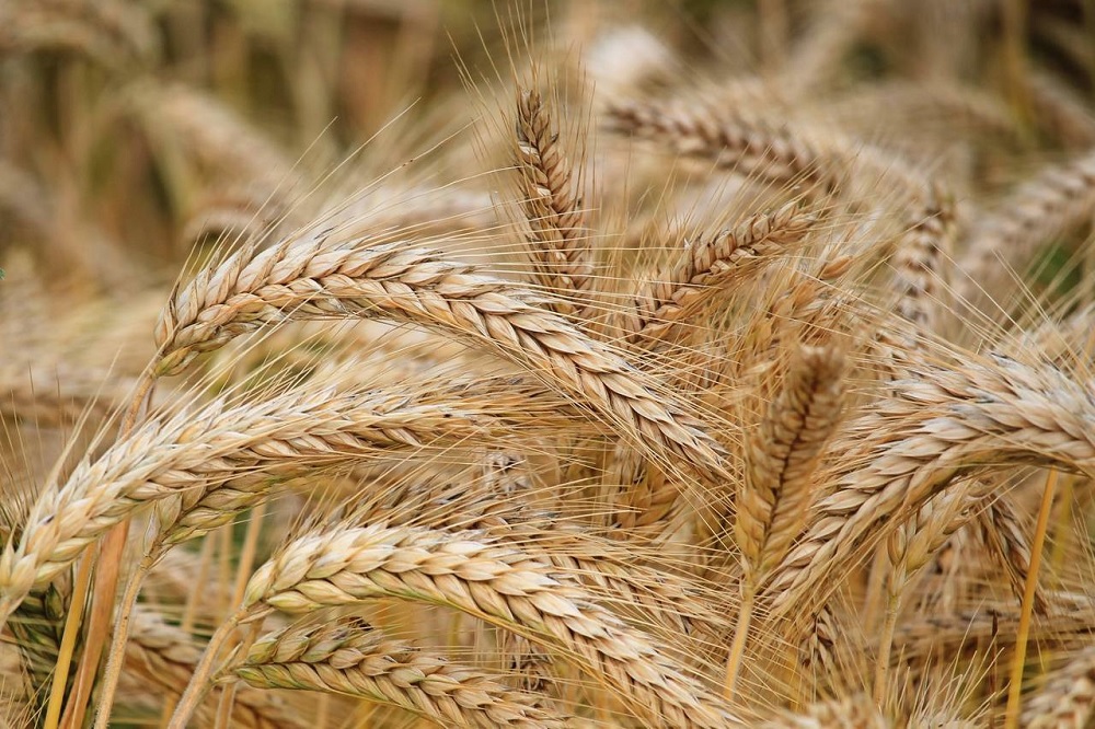 Barley Lacey