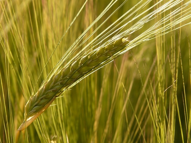 Barley Phoenix