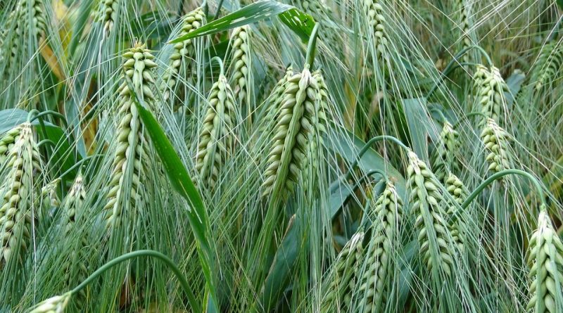 Barley Robust